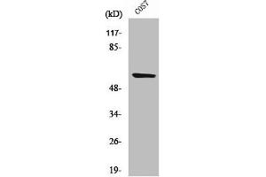 Western Blot analysis of COS7 cells using Cleaved-MMP-15 (Y132) Polyclonal Antibody (MMP15 antibody  (Cleaved-Tyr132))