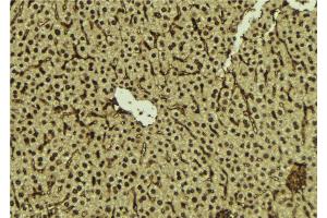 ABIN6276895 at 1/100 staining Mouse liver tissue by IHC-P. (FANCC antibody  (N-Term))