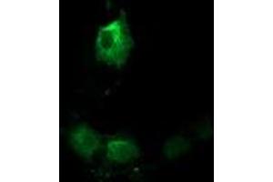 Anti-TACC3 mouse monoclonal antibody (ABIN2453828) immunofluorescent staining of COS7 cells transiently transfected by pCMV6-ENTRY TACC3 (RC210754). (TACC3 antibody)