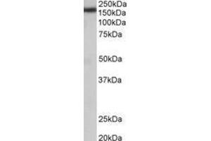 Image no. 1 for anti-Zinc Finger, CCHC Domain Containing 11 (ZCCHC11) (AA 830-844) antibody (ABIN1105101)