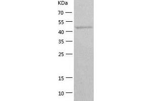 ATG4C Protein (AA 1-458) (His tag)