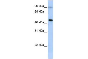 WB Suggested Anti-EPX Antibody Titration:  0. (EPX antibody  (Middle Region))