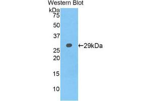 Western Blotting (WB) image for anti-Neurofascin (NFASC) (AA 760-1007) antibody (ABIN1859997) (NFASC antibody  (AA 760-1007))
