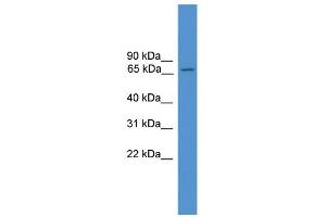 WB Suggested Anti-Atf6 Antibody Titration:  0. (ATF6 antibody  (C-Term))