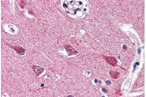 Human Brain, Cortex (formalin-fixed, paraffin-embedded) stained with VGF antibody ABIN337343 at 5 ug/ml followed by biotinylated goat anti-rabbit IgG secondary antibody ABIN481713, alkaline phosphatase-streptavidin and chromogen. (VGF antibody  (C-Term))