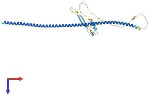Keratin 222 (KRT222) (AA 1-295) protein (His tag)