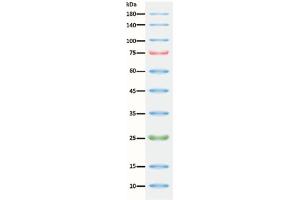 SDS-PAGE (SDS) image for ExcelBand™ 3-color Regular Range Protein Marker (ABIN5662604) (ExcelBand™ 3-color Regular Range Protein Marker)