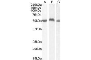 ABIN571130 (0. (LSP1 antibody  (C-Term))