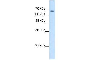 WB Suggested Anti-TM9SF1 Antibody Titration:  2. (TM9SF1 antibody  (Middle Region))