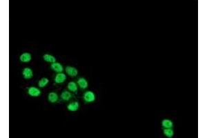 Anti-HES1 mouse monoclonal antibody (ABIN2455394) immunofluorescent staining of COS7 cells transiently transfected by pCMV6-ENTRY HES1 (RC211709). (HES1 antibody)