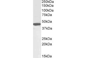 ABIN571163 (1µg/ml) staining of HepG2 cell lysate (35µg protein in RIPA buffer). (OCT4 antibody  (Internal Region))