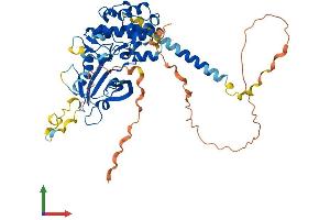 AlphaFold protein structure predicition of Mouse Recombinant Pkmyt1 Protein, UniprotID Q9ESG9