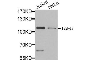 Western blot analysis of extracts of Jurkat and HeLa placenta cells, using TAF5 antibody.