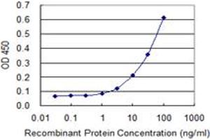 Detection limit for recombinant GST tagged GALNT13 is 1 ng/ml as a capture antibody. (GALNT13 antibody  (AA 47-151))