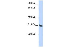 RNASE9 antibody used at 1 ug/ml to detect target protein. (RNASE9 antibody)