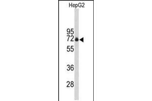 Western blot analysis of FBXO3 Antibody in HepG2 cell line lysates (35ug/lane) (F-Box Protein 3 antibody  (C-Term))