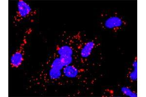 Proximity Ligation Analysis of protein-protein interactions between PRKCB and CHUK. (PKC beta antibody  (AA 1-671))