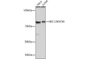 Western blot analysis of extracts of various cell lines, using HEC1/NDC80 Rabbit mAb (ABIN7268835) at 1:1000 dilution. (NDC80 antibody)