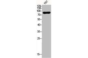 Western Blot analysis of VEC cells using Dyrk1A Polyclonal Antibody (DYRK1A antibody  (N-Term))