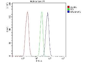 anti-Retinitis Pigmentosa 2 (X-Linked Recessive) (RP2) (AA 244-348) antibody