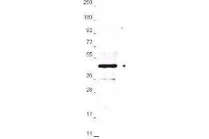 Western Blotting (WB) image for anti-HA-Tag antibody (ABIN100176) (HA-Tag antibody)