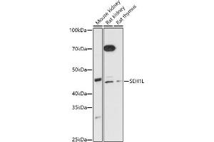 Western blot analysis of extracts of various cell lines, using SEH1L antibody (ABIN7270189) at 1:1000 dilution. (SEH1L antibody)