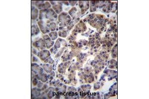 DNAJC14 Antibody (Center) (ABIN657070 and ABIN2846233) immunohistochemistry analysis in formalin fixed and paraffin embedded human pancreas tissue followed by peroxidase conjugation of the secondary antibody and DAB staining.