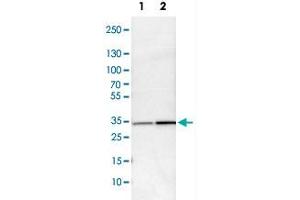 Western Blot analysis of Lane 1: NIH-3T3 cell lysate (mouse embryonic fibroblast cells) and Lane 2: NBT-II cell lysate (Wistar rat bladder tumor cells) with MAPRE1 polyclonal antibody . (MAPRE1 antibody)