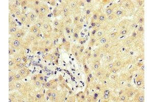 IHC image of ABIN7163773 diluted at 1:200 and staining in paraffin-embedded human liver tissue performed on a Leica BondTM system. (PCBP2 antibody  (AA 171-293))