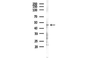 anti-Vacuole Membrane Protein 1 (VMP1) antibody