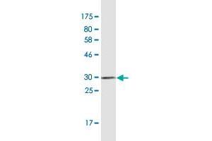 Western Blot detection against Immunogen (32. (Retinoid X Receptor alpha antibody  (AA 27-94))