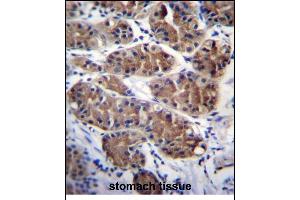 PCDHGC5 Antibody (Center) (ABIN656266 and ABIN2845579) immunohistochemistry analysis in formalin fixed and paraffin embedded human stomach tissue followed by peroxidase conjugation of the secondary antibody and DAB staining.