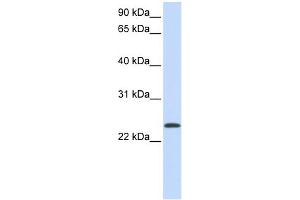 ARF1 antibody  (Middle Region)