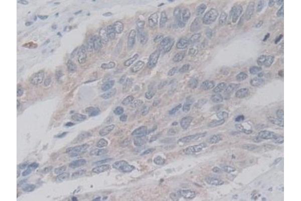 LACTB antibody  (AA 313-547)