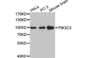Western blot analysis of extracts of various cell lines, using PIK3C3 antibody. (PIK3C3 antibody)