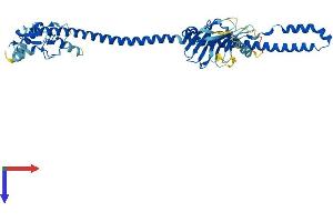 AlphaFold protein structure predicition of Human Recombinant TRIM43 Protein, UniprotID Q96BQ3