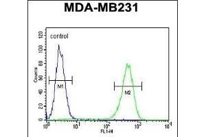 ACR Antibody (C-term) (ABIN654069 and ABIN2843966) flow cytometric analysis of MDA-M cells (right histogr) compared to a negative control cell (left histogr). (AMACR antibody  (C-Term))
