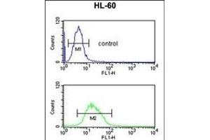 RNH2C Antibody (Center) (ABIN653251 and ABIN2842775) flow cytometric analysis of HL-60 cells (bottom histogram) compared to a negative control cell (top histogram). (RNASEH2C antibody  (AA 80-108))