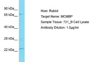 Host: Rabbit Target Name: MCMBP Sample Type: 721_B Whole Cell lysates Antibody Dilution: 1.