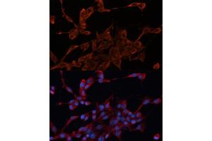 Immunofluorescence analysis of NIH/3T3 cells using DN antibody  at dilution of 1:100. (DNAJA1 antibody  (AA 178-397))