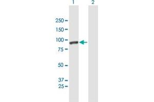 Western Blot analysis of CALD1 expression in transfected 293T cell line by CALD1 MaxPab polyclonal antibody. (Caldesmon antibody  (AA 1-538))
