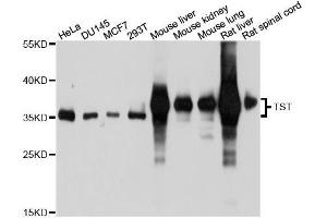 Western blot analysis of extracts of various cell lines, using TST antibody. (TST antibody  (AA 1-297))