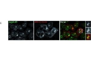 Immunofluorescence (Cultured Cells) (IF (cc)) image for anti-Golgin A5 (GOLGA5) antibody (ABIN2855796)