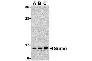 Western Blotting (WB) image for anti-Small Ubiquitin Related Modifier Protein 1 (SUMO1) (N-Term) antibody (ABIN2476632) (SUMO1 antibody  (N-Term))