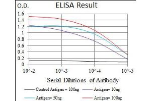 Image no. 3 for anti-Enolase 2 (Gamma, Neuronal) (ENO2) antibody (ABIN1491284) (ENO2/NSE antibody)