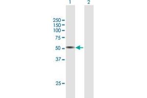 Western Blot analysis of TPH1 expression in transfected 293T cell line by TPH1 MaxPab polyclonal antibody. (Tryptophan Hydroxylase 1 antibody  (AA 1-444))
