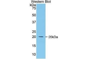 Detection of Recombinant MFAP5, Human using Polyclonal Antibody to Microfibrillar Associated Protein 5 (MFAP5) (MFAP5 antibody  (AA 24-162))