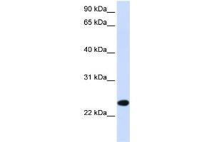 WB Suggested Anti-PILRB Antibody Titration:  0. (PILRB antibody  (Middle Region))