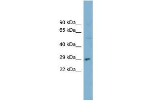 WB Suggested Anti-DNASE1 Antibody Titration:  0. (DNASE1 antibody  (N-Term))