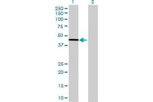 Western Blot analysis of ALKBH1 expression in transfected 293T cell line by ALKBH1 MaxPab polyclonal antibody.